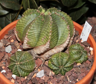 Euphorbia meloformis (2a).jpg