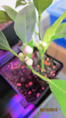 Orangenstecki Knospen.jpg