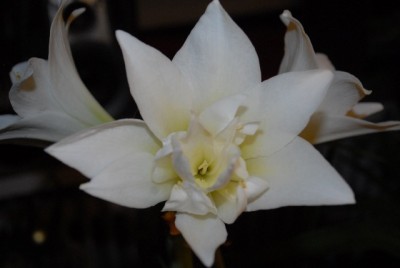 Amaryllis2012 048yy.jpg