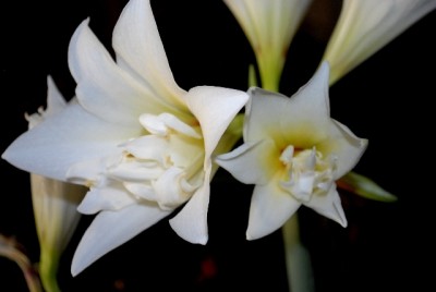 Amaryllis2012 060yy.jpg