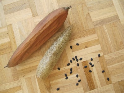 Luffa.jpg