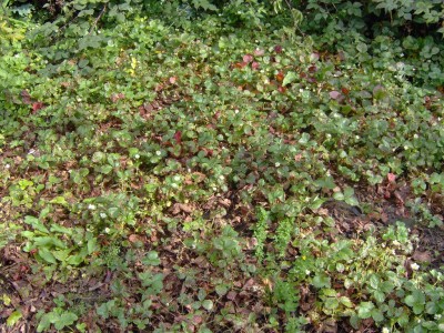 Erdbeerherbst.jpg