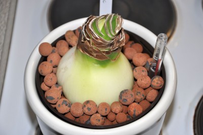 4_6Amaryllis Tres Chic_29.12.2012 klein.jpg