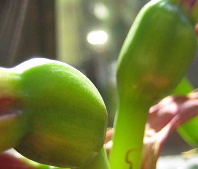 green11 126.jpg