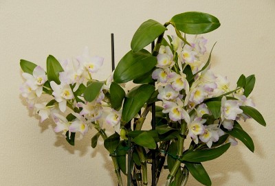 dsc_9622_Dendrobium_nobile.jpg