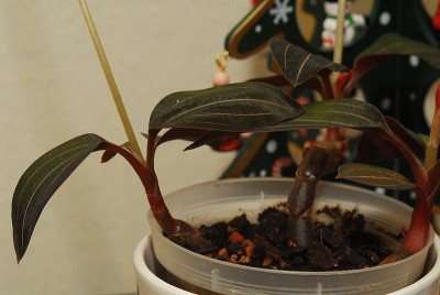 dsc_9633_Ludisia_rv.jpg