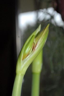 Amaryllis2012 064yy.jpg