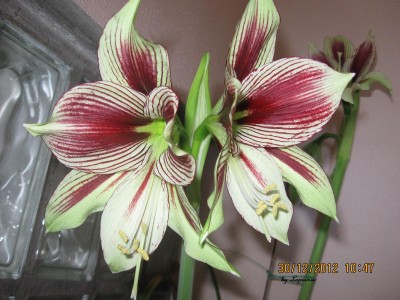 Papilio Butterfly.jpg
