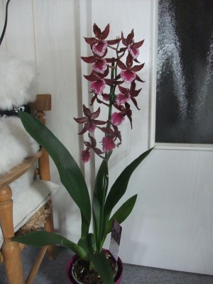 DSCF8777.JPG