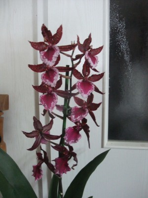 DSCF8776.JPG