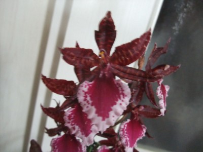 DSCF8780.JPG