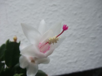 DSCF8768.JPG