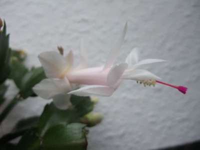 DSCF8767.JPG