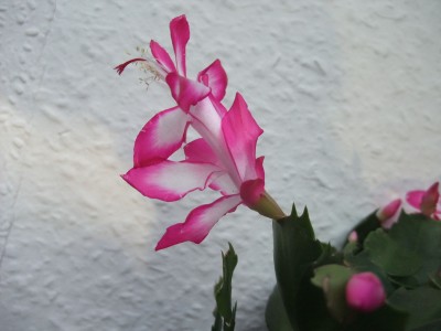 DSCF8763.JPG
