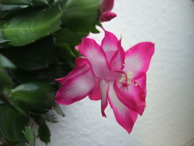 DSCF8762.JPG