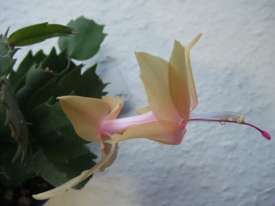 DSCF8758.JPG