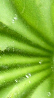 20120407 047 - Kopie.JPG