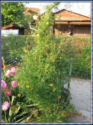 Clematis orientale.JPG
