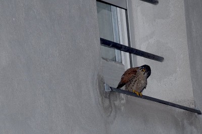 dsc_8830_Turmfalke.jpg