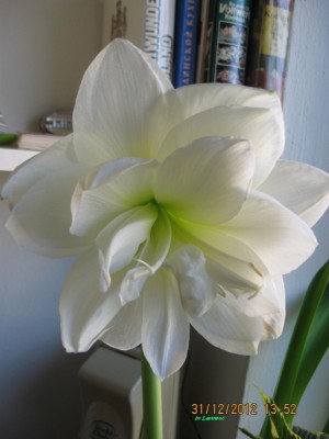 2012_0462.jpg