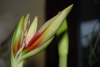 Amaryllis2012 072yy.jpg