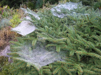 picea abies.JPG