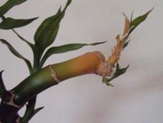 bamboo.jpg