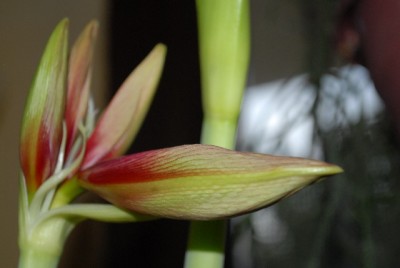 Amaryllis2012 075yy.jpg