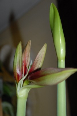 Amaryllis2012 074yy.jpg