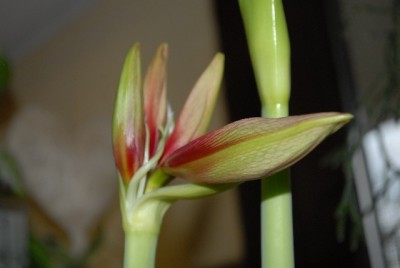 Amaryllis2012 073yy.jpg