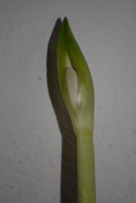 Amaryllis2012 079yy.jpg