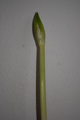 Amaryllis2012 078yy.jpg