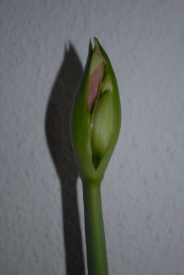 Amaryllis2012 077yy.jpg