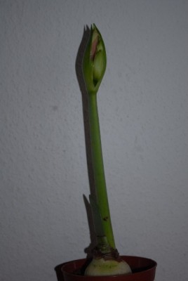 Amaryllis2012 076yy.jpg