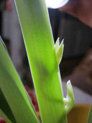 IMG_2100.JPG
