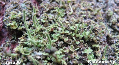 Cladonia sp..jpg