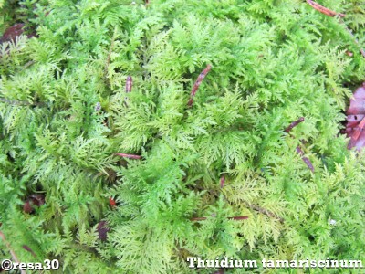Thuidium tamariscinum.jpg