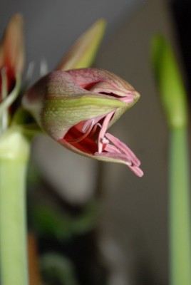 Amaryllis2012 082yy.jpg
