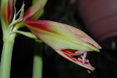 Amaryllis2012 081yy.jpg