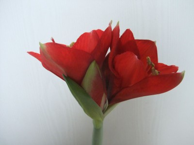 DSCF8786.JPG