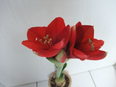 DSCF8785.JPG