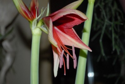 Amaryllis2012 085yy.jpg