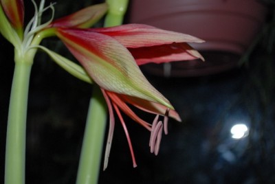 Amaryllis2012 083yy.jpg