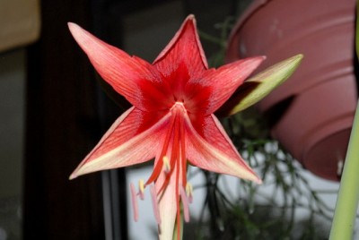 Amaryllis2012 087yy.jpg