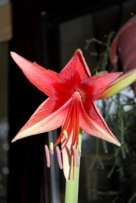 Amaryllis2012 086yy.jpg
