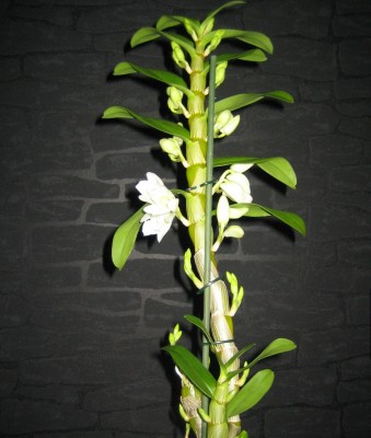 Dendrobium-Nobile.jpg