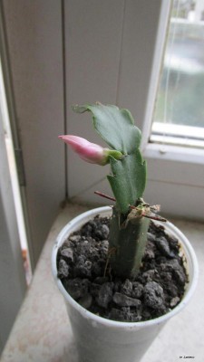 Pfropfung-Schlumbergera.JPG