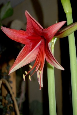 Amaryllis2012 089yy.jpg