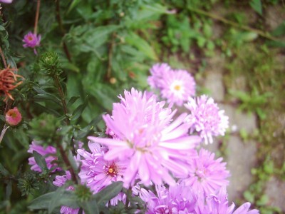 Bilder vom 23.09.2007 009.jpg