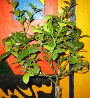 Citrus Sinensis.jpg